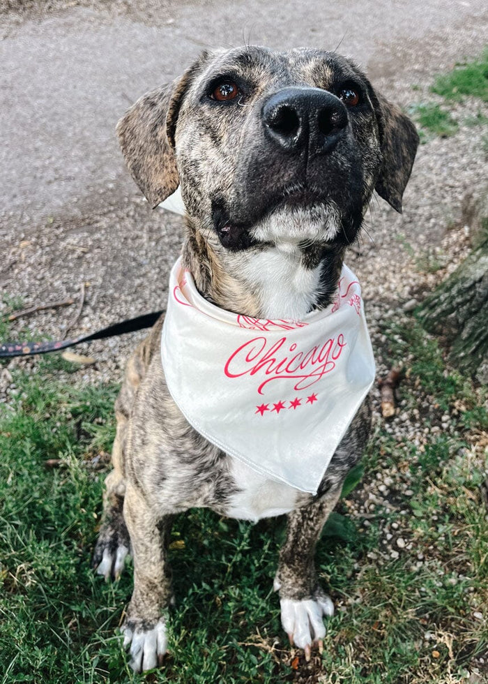 Chicago Doggie Bandana