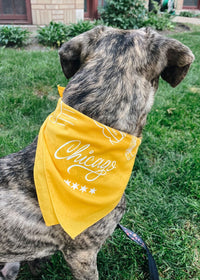 Chicago Doggie Bandana